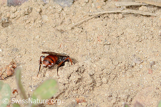Photo: Nomada integra. Length 8mm. Female. View from side back. The bee crawls into a hole.