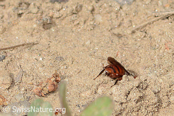 Photo: Nomada integra. Length 8mm. Female. View from behind. The bee crawls into a hole.