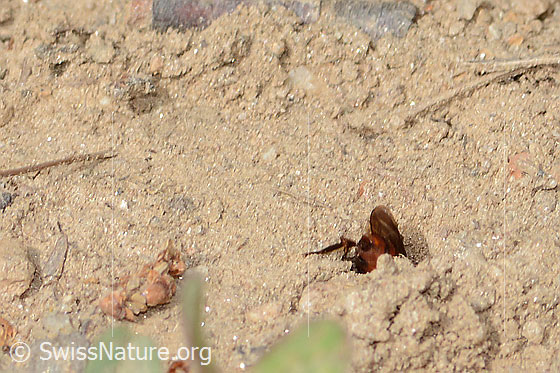 Photo: Nomada integra. Length 8mm. Female. View from behind. The bee disappears into the hole.