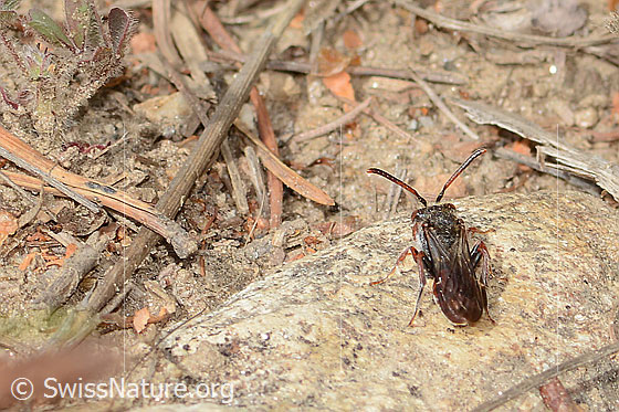 Photo: Nomada integra. Length 8mm. Female. View from behind top.