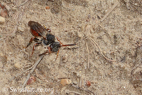 Photo: Nomada integra. Length 8mm. Female. View from top front.
