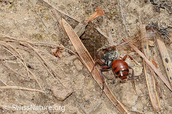 Foto: Habichtskraut-Wespenbiene (Nomada integra). Länge 8mm. Weibchen. Ansicht von hinten oben.