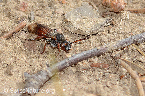 Photo: Nomada integra. Length 8mm. Female. View from the front top side.