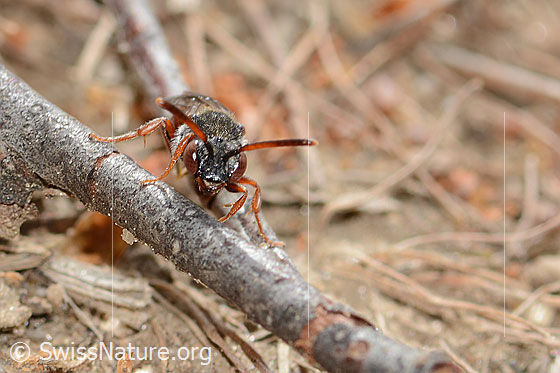 Photo: Nomada integra. Length 8mm. Female. View from the front.