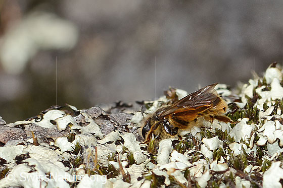 Foto: Gewöhnliche Dörnchensandbiene (Andrena humilis). Länge 11mm. Weibchen. Ansicht von seitlich hinten.