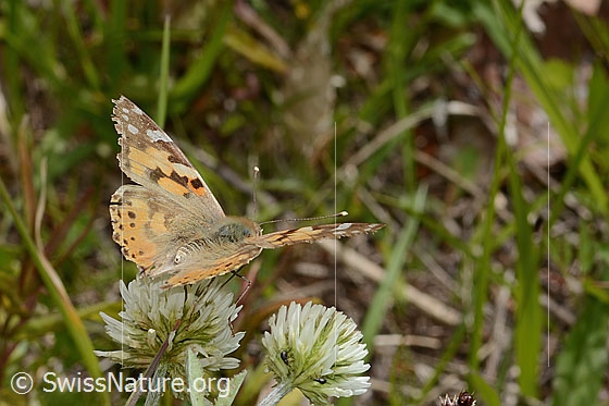 Photo: Vanessa cardui on Trifolium montanum. Wings open. View diagonally from behind.