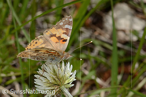 Foto: Distelfalter (Vanessa cardui) auf Berg-Klee (Trifolium montanum). Flügel geöffnet. Ansicht von schräg vorne.