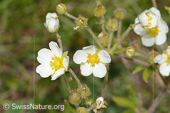 Felsen-Fingerkraut (Potentilla rupestris) Felsen-Fingerkraut (Potentilla rupestris)