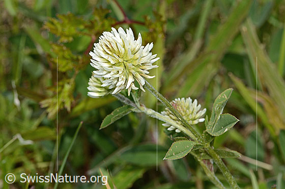 Photo: Trifolium montanum. Blossoms, stem and Stem leaf. View from diagonally above.