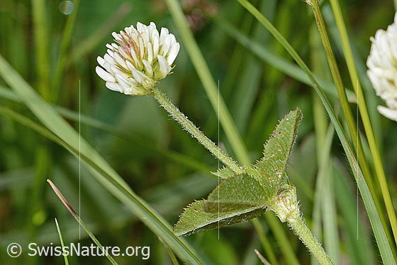 Foto: Berg-Klee (Trifolium montanum). Blüte, Stängel und Stängelblätter. Ansicht von der Seite.