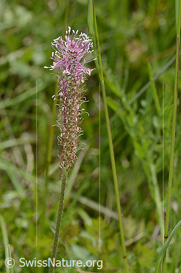Photo: Plantago media. Inflorescence and stem.