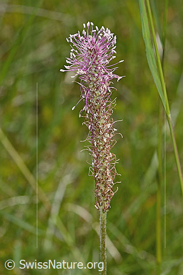 Foto: Mittlerer Wegerich (Plantago media). Blütenstand.