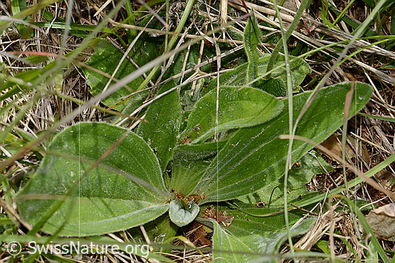 Photo: Plantago media. Leaves.