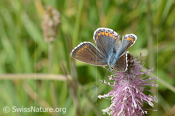 Foto: Hauhechelbläuling (Polyommatus icarus) an Mittlerem Wegerich (Plantago media). Flügel geöffnet. Ansicht von schräg vorne oben.