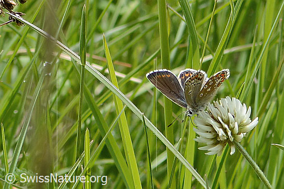 Foto: Hauhechelbläuling (Polyommatus icarus) auf Berg-Klee (Trifolium montanum). Weibchen. Flügel halb geöffnet. Ansicht von der Seite.