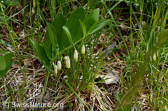 Photo: Polygonatum odoratum. Whole plant (habit).