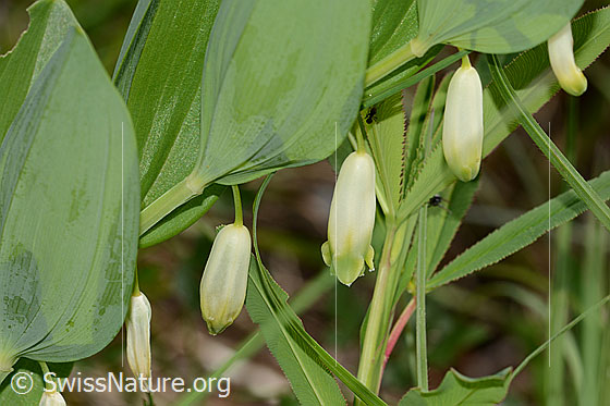 Photo: Polygonatum odoratum. Leaves and blossoms.