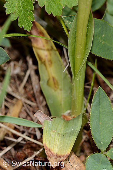 Photo: Orchis ustulata. Leaves, stem and bract.