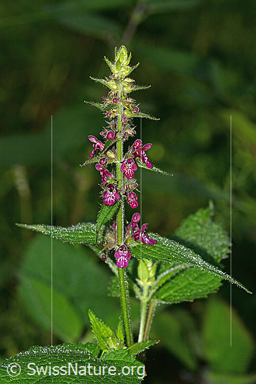Photo: Stachys sylvatica. Inflorescence, leaves and stem.