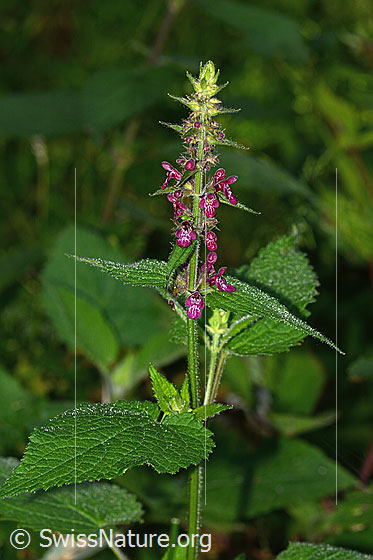 Photo: Stachys sylvatica. Whole plant (habit).