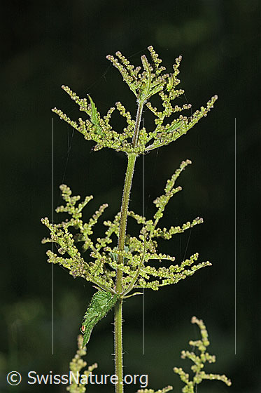 Photo: Urtica diocia. Inflorescence and stem.