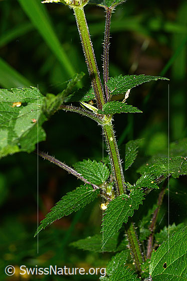 Photo: Urtica diocia. Stem and leaves.