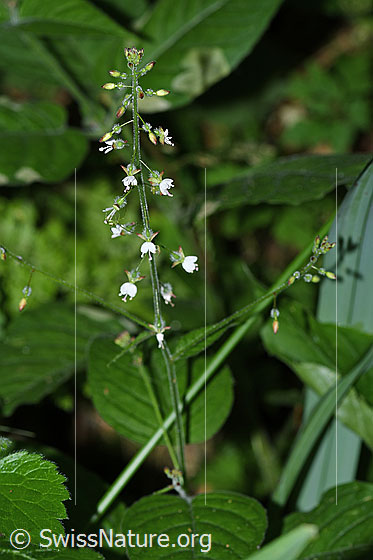 Photo: Circaea lutetiana. Whole plant (habit). Height of the plant = 40cm.