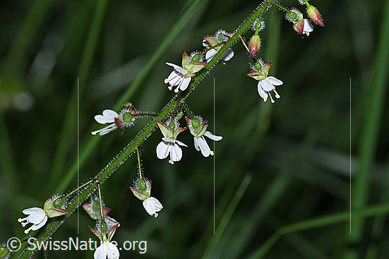 Photo: Circaea lutetiana. Blossoms and stem.