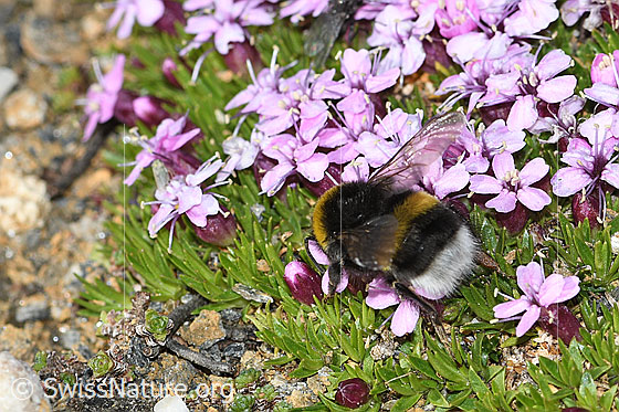 Photo: Bombus cryptarum on Silene acaulis. Length 9 - 20mm. View from above.