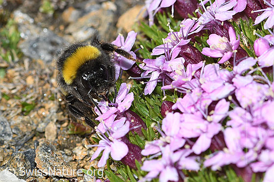 Photo: Bombus cryptarum on Silene acaulis. Length 9 - 20mm. View from the front.