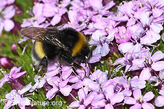 Photo: Bombus cryptarum on Silene acaulis. Length 9 - 20mm. View from the side above.