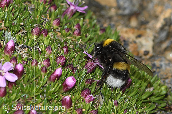 Photo: Bombus cryptarum on Silene acaulis. Length 9 - 20mm. View from the side.