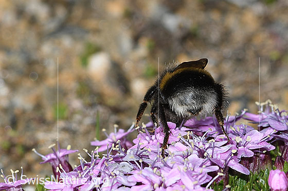 Photo: Bombus cryptarum on Silene acaulis. Length 9 - 20mm. View from behind.