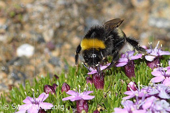 Photo: Bombus cryptarum on Silene acaulis. Length 9 - 20mm. View from the front.