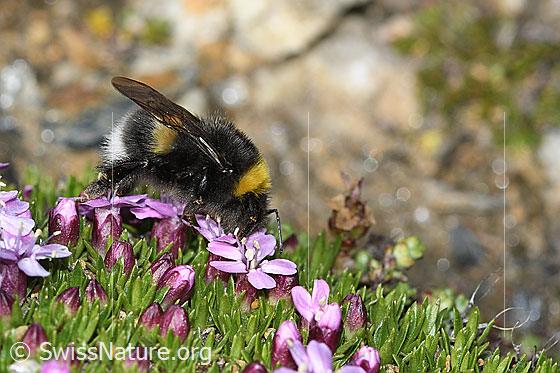 Foto: Heide-Erdhummel (Bombus cryptarum) auf Kalk-Polsternelke (Silene acaulis). Länge 9 - 20mm. Ansicht von der Seite.