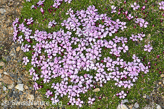 Foto: Kalk-Polsternelke (Silene acaulis). Ganze Pflanze (Habitus).
