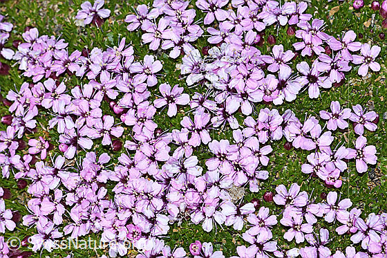 Foto: Kalk-Polsternelke (Silene acaulis). Blumenpolster.