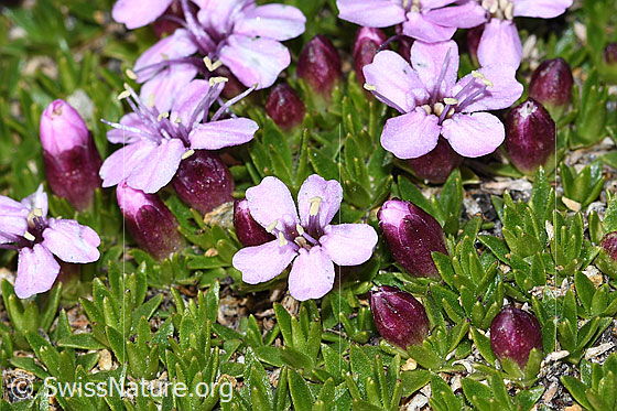 Photo: Silene acaulis. Blossoms, buds and leaves. View from diagonally above.