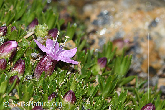 Foto: Kalk-Polsternelke (Silene acaulis). Blätter, Kelch und Blüte. Höhe = 1cm. Ansicht von der Seite.
