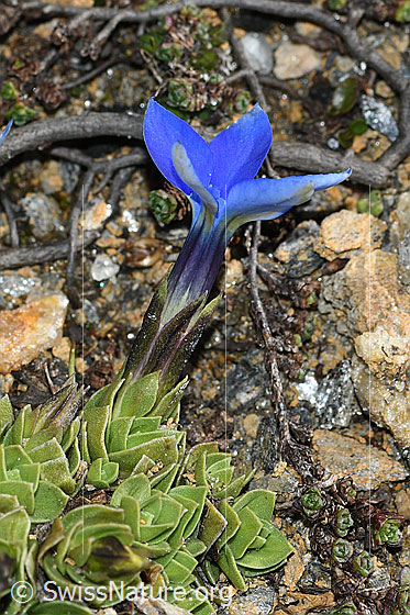 Photo: Gentiana schleicheri. Leaves, calyx and blossom.