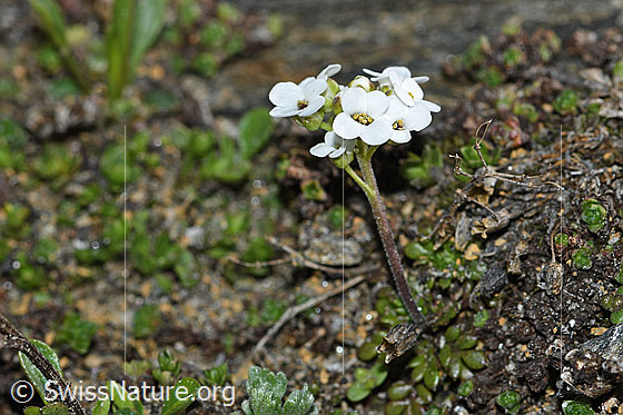 Foto: Kurzstängelige Gämskresse (Pritzelago alpina ssp. brevicaulis). Ganze Pflanze (Habitus). Höhe = 2cm.
