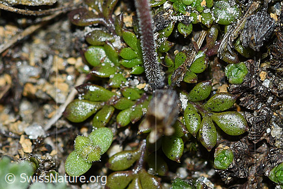 Photo: Pritzelago alpina ssp. Brevicaulis. Leaves and stem.