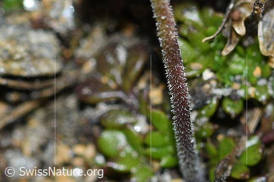 Foto: Kurzstängelige Gämskresse (Pritzelago alpina ssp. brevicaulis). Stängel.