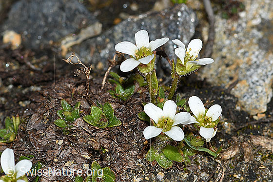 Foto: Mannsschild-Steinbrech (Saxifraga androsacea). Ganze Pflanze (Habitus).