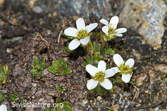 Photo: Saxifraga androsacea. Whole plant (habit).