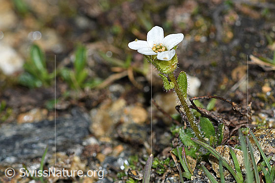 Photo: Saxifraga androsacea. A single specimen.