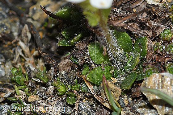 Foto: Mannsschild-Steinbrech (Saxifraga androsacea). Blätter und Stängel.
