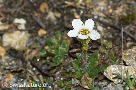 Photo: Saxifraga androsacea. A single specimen.