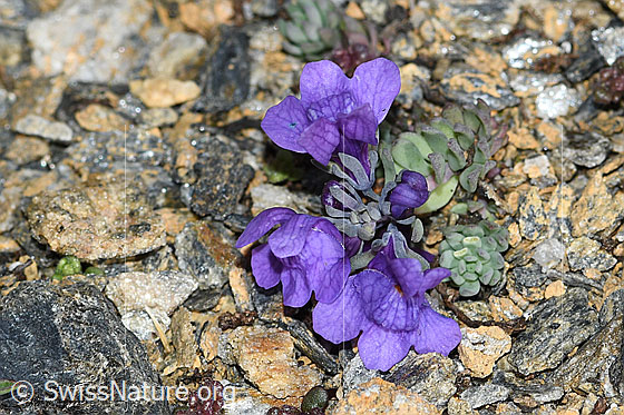 Foto: Alpen-Leinkraut (Linaria alpina). Ganze Pflanze (Habitus). Höhe = 1cm.