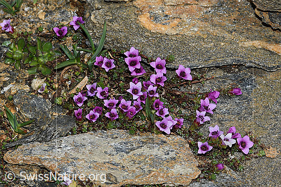 Foto: Gegenblättriger Steinbrech (Saxifraga oppositifolia). Ganze Pflanze (Habitus).